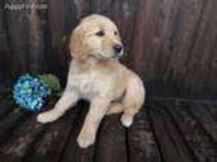 Golden Retriever Puppy for sale in Shelby, OH, USA