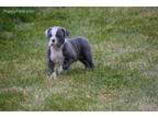 Olde English Bulldogge Puppy for sale in New Carlisle, IN, USA