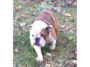 Bulldog Puppy for sale in Barryton, MI, USA