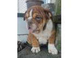 Bulldog Puppy for sale in Danville, PA, USA