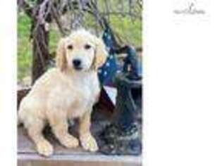 Goldendoodle Puppy for sale in Harrisburg, PA, USA