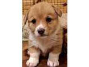 Pembroke Welsh Corgi Puppy for sale in Inola, OK, USA