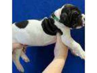 Great Dane Puppy for sale in Sherman, TX, USA