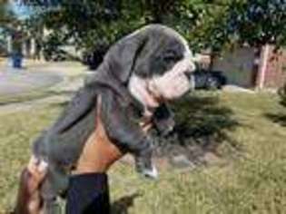 Bulldog Puppy for sale in Fresno, TX, USA