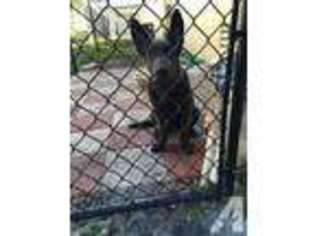 German Shepherd Dog Puppy for sale in HOLLYWOOD, FL, USA