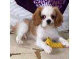 Cavalier King Charles Spaniel Puppy for sale in Topeka, IN, USA