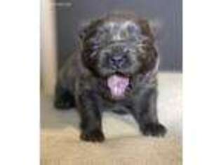 Chow Chow Puppy for sale in Philadelphia, PA, USA