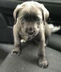 Cane Corso Puppy for sale in Dallas, TX, USA