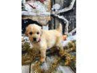 Goldendoodle Puppy for sale in Adairsville, GA, USA
