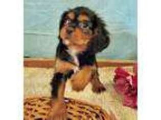 Cavalier King Charles Spaniel Puppy for sale in Huntsville, OH, USA