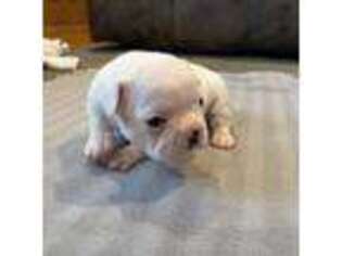 French Bulldog Puppy for sale in Brookfield, WI, USA