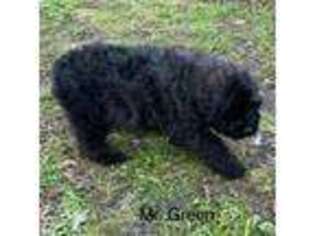 Mutt Puppy for sale in Blanco, TX, USA