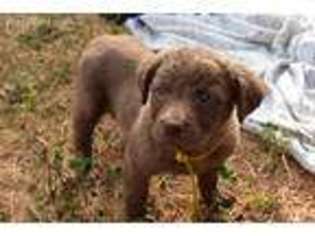 Chesapeake Bay Retriever Puppy for sale in Soap Lake, WA, USA
