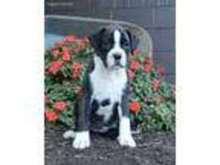 Boxer Puppy for sale in Fresno, OH, USA