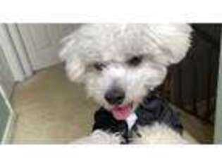 Bichon Frise Puppy for sale in Dumfries, VA, USA