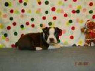 Boston Terrier Puppy for sale in West Plains, MO, USA