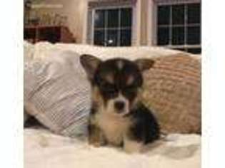 Pembroke Welsh Corgi Puppy for sale in Cleveland, OH, USA