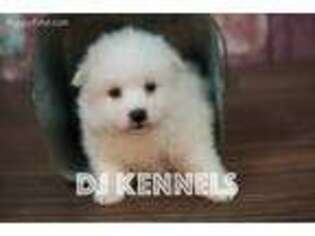American Eskimo Dog Puppy for sale in Rock Valley, IA, USA