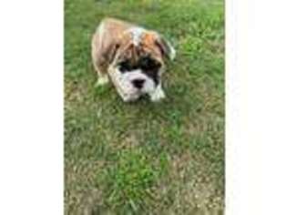 Bulldog Puppy for sale in Conway, SC, USA
