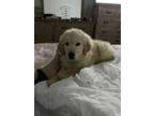 Golden Retriever Puppy for sale in Murrells Inlet, SC, USA