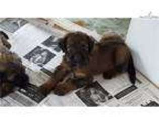 Briard Puppy for sale in Unknown, , USA