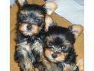 Yorkshire Terrier Puppy for sale in MUKILTEO, WA, USA