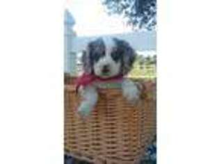Cocker Spaniel Puppy for sale in Cabool, MO, USA