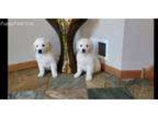Golden Retriever Puppy for sale in Zimmerman, MN, USA