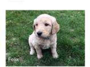 Goldendoodle Puppy for sale in Millersburg, IN, USA