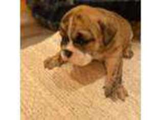 Olde English Bulldogge Puppy for sale in Hector, AR, USA