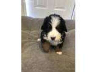 Bernese Mountain Dog Puppy for sale in Bonners Ferry, ID, USA