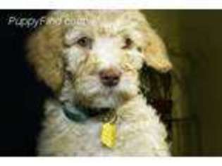 Goldendoodle Puppy for sale in Jay, ME, USA