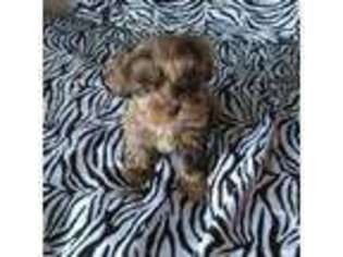Havanese Puppy for sale in Olean, NY, USA