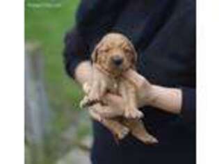 Golden Retriever Puppy for sale in Arcola, IL, USA