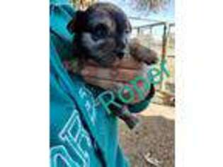 Mutt Puppy for sale in Maxwell, NM, USA