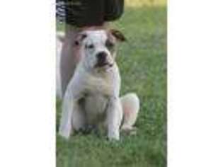 American Bulldog Puppy for sale in Windsor, PA, USA