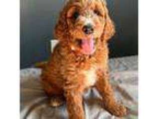 Goldendoodle Puppy for sale in Monroe, MI, USA