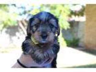 Yorkshire Terrier Puppy for sale in Midland, TX, USA