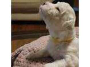 Bichon Frise Puppy for sale in Odenville, AL, USA