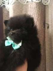 Pomeranian Puppy for sale in Avoca, MI, USA