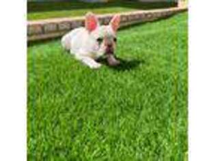 French Bulldog Puppy for sale in Fontana, CA, USA