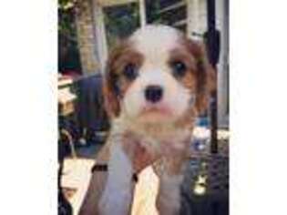 Cavalier King Charles Spaniel Puppy for sale in Helena, MT, USA
