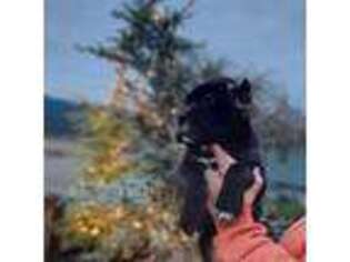 Cane Corso Puppy for sale in Sheridan, OR, USA