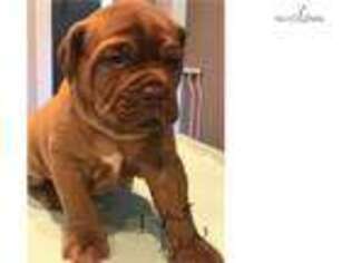 American Bull Dogue De Bordeaux Puppy for sale in Annapolis, MD, USA
