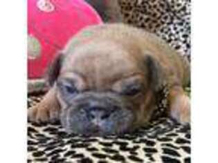 French Bulldog Puppy for sale in Lees Summit, MO, USA