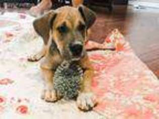 Great Dane Puppy for sale in Bon Aqua, TN, USA