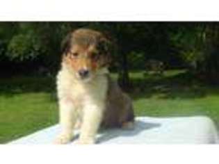 Collie Puppy for sale in RIVERSIDE, AL, USA