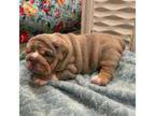 Bulldog Puppy for sale in Cleburne, TX, USA