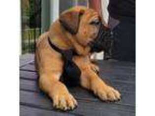 Bullmastiff Puppy for sale in Blacklick, OH, USA