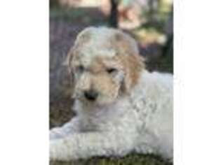Goldendoodle Puppy for sale in New Castle, CO, USA